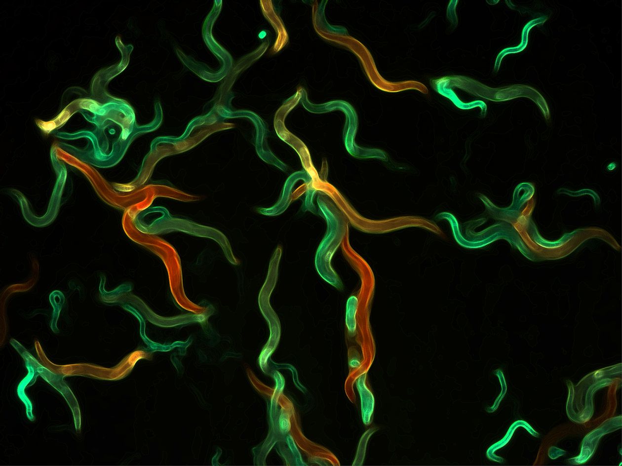 <hr>Image en microscopie fluorescente des vers exprimant les protéines GFP et dsRed dans l’épiderme.