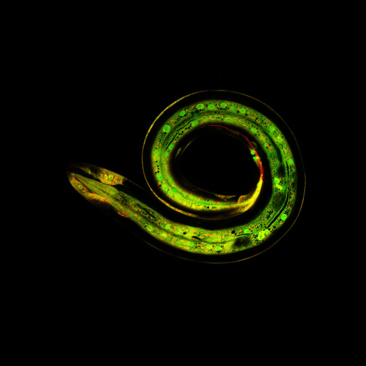 <hr>Image en microscopie fluorescente des vers exprimant les protéines GFP et dsRed dans l’épiderme.
