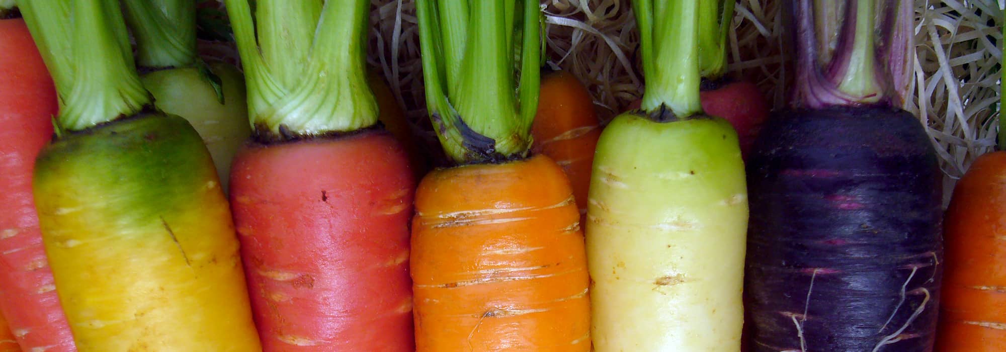 Dimweca Éplucheur de Carottes, Grattoir de Peau de Poisson Domestique