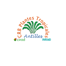 Plantes tropicales - Antilles