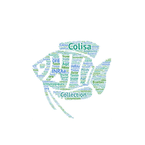 Collection of ichtyological samples (Colisa)