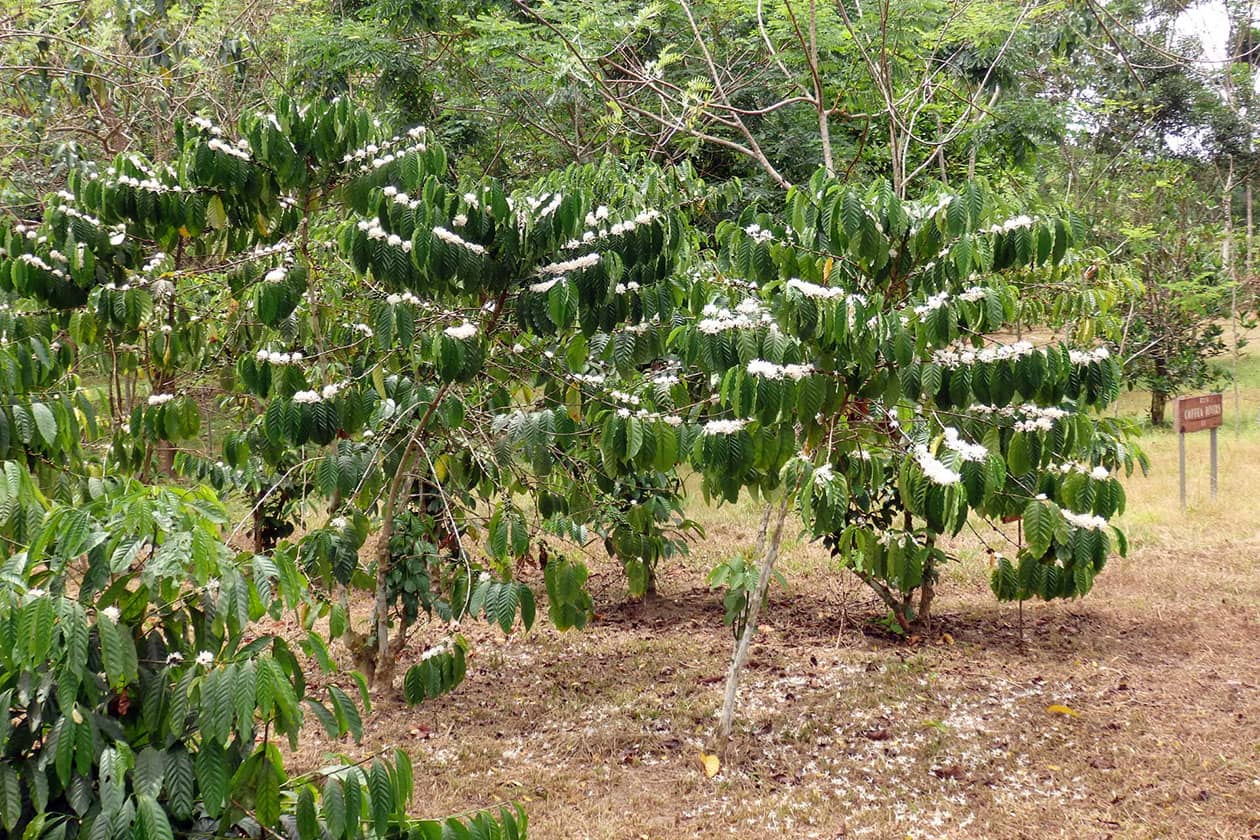 <hr>Collection de Coffea canephora.