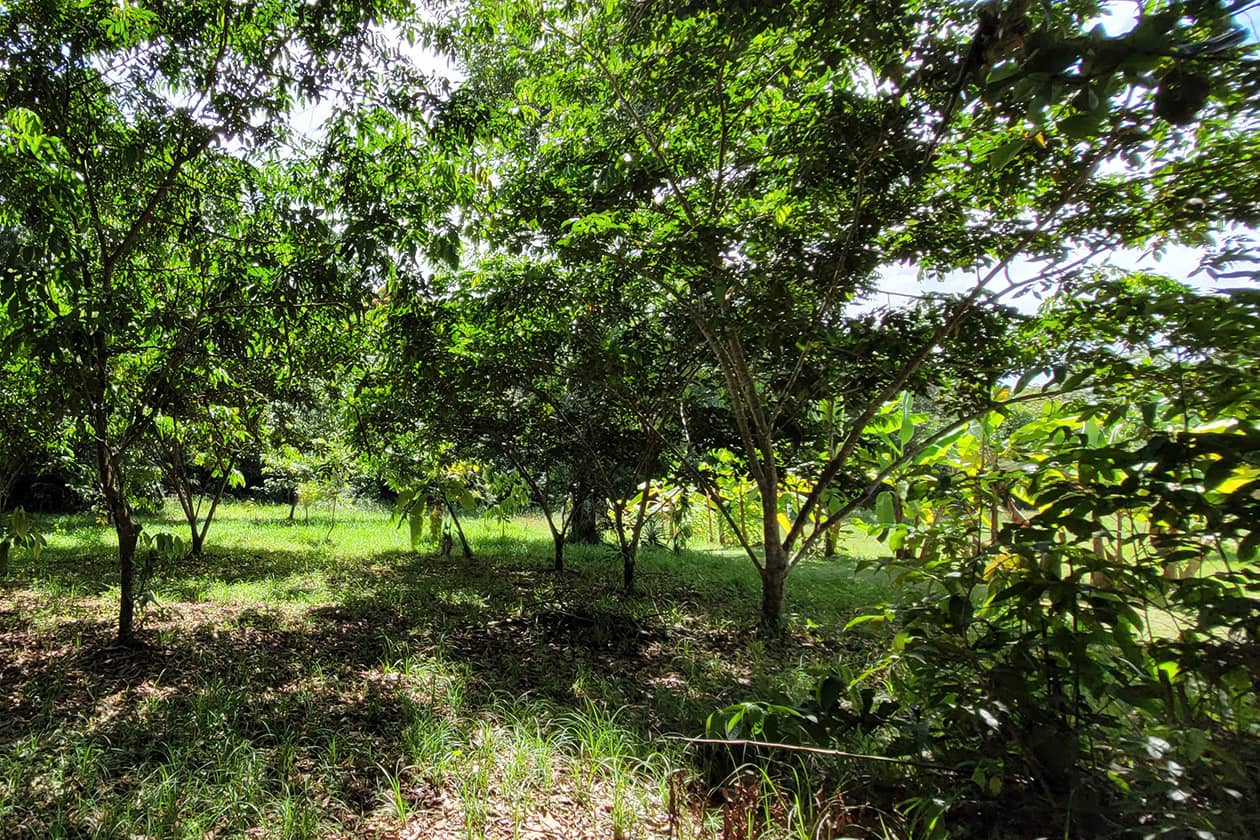 <hr>Plantation de cacaoyer Guiana dans le cadre du projet C2G2 en système agroforestier.