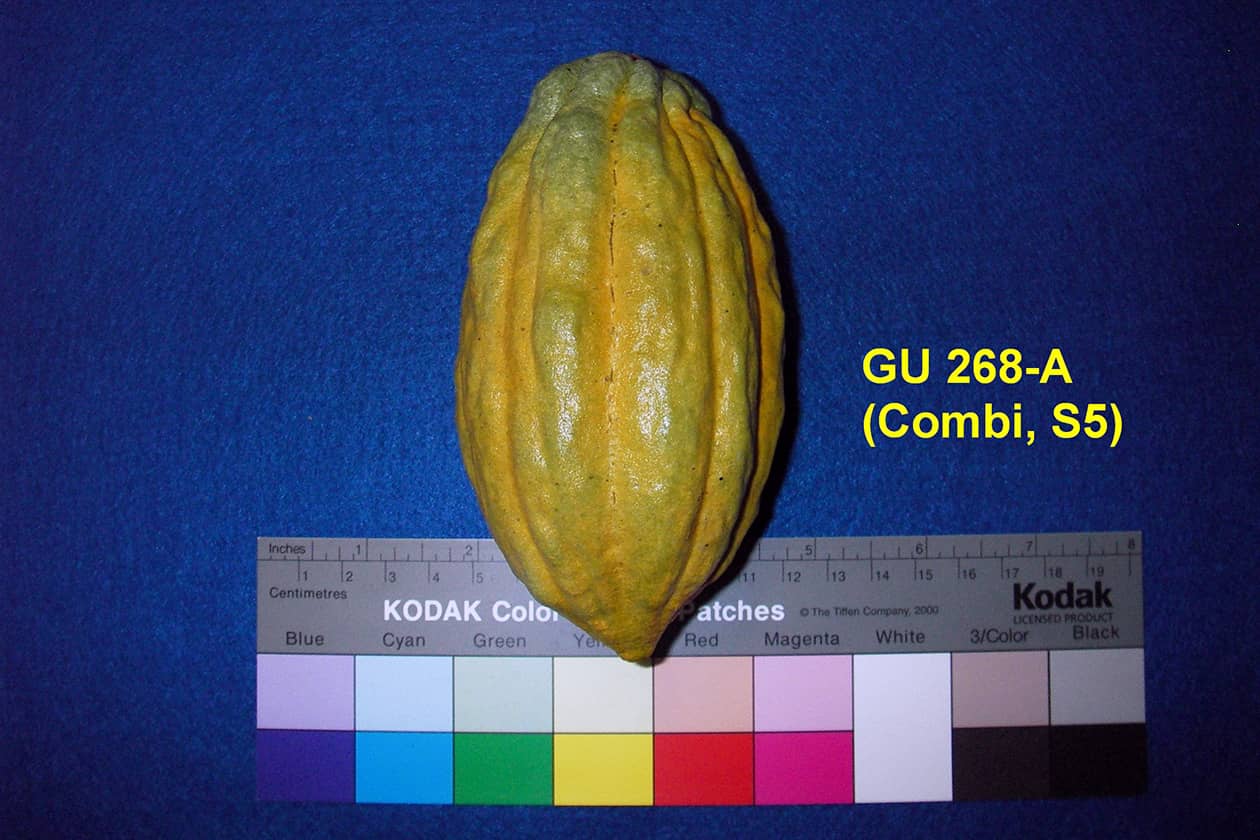 <hr>Caractérisation d’une cabosse de cacao Guiana.