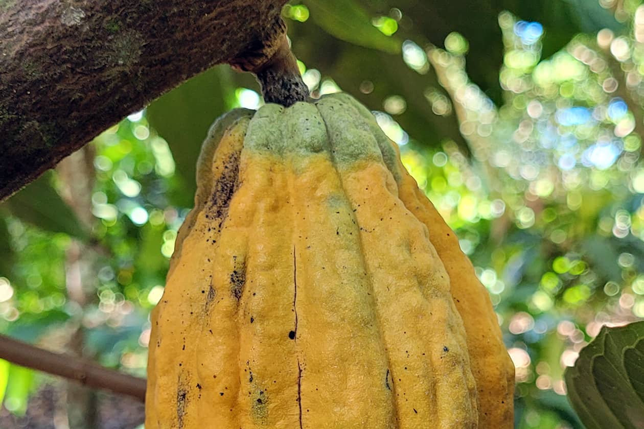 <hr>Cabosse de cacao mature.