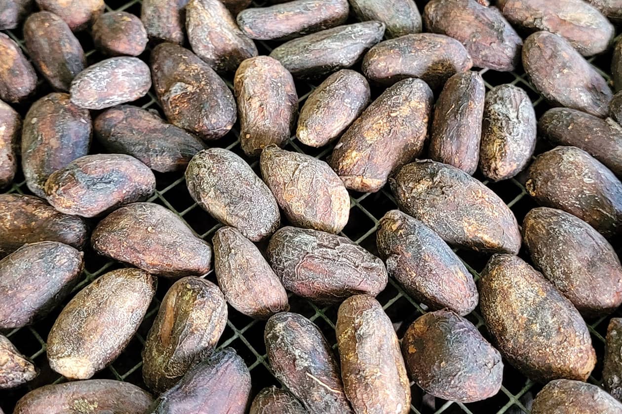 <hr>Fèves de cacao séchées dans le cadre de la fabrication de chocolat.