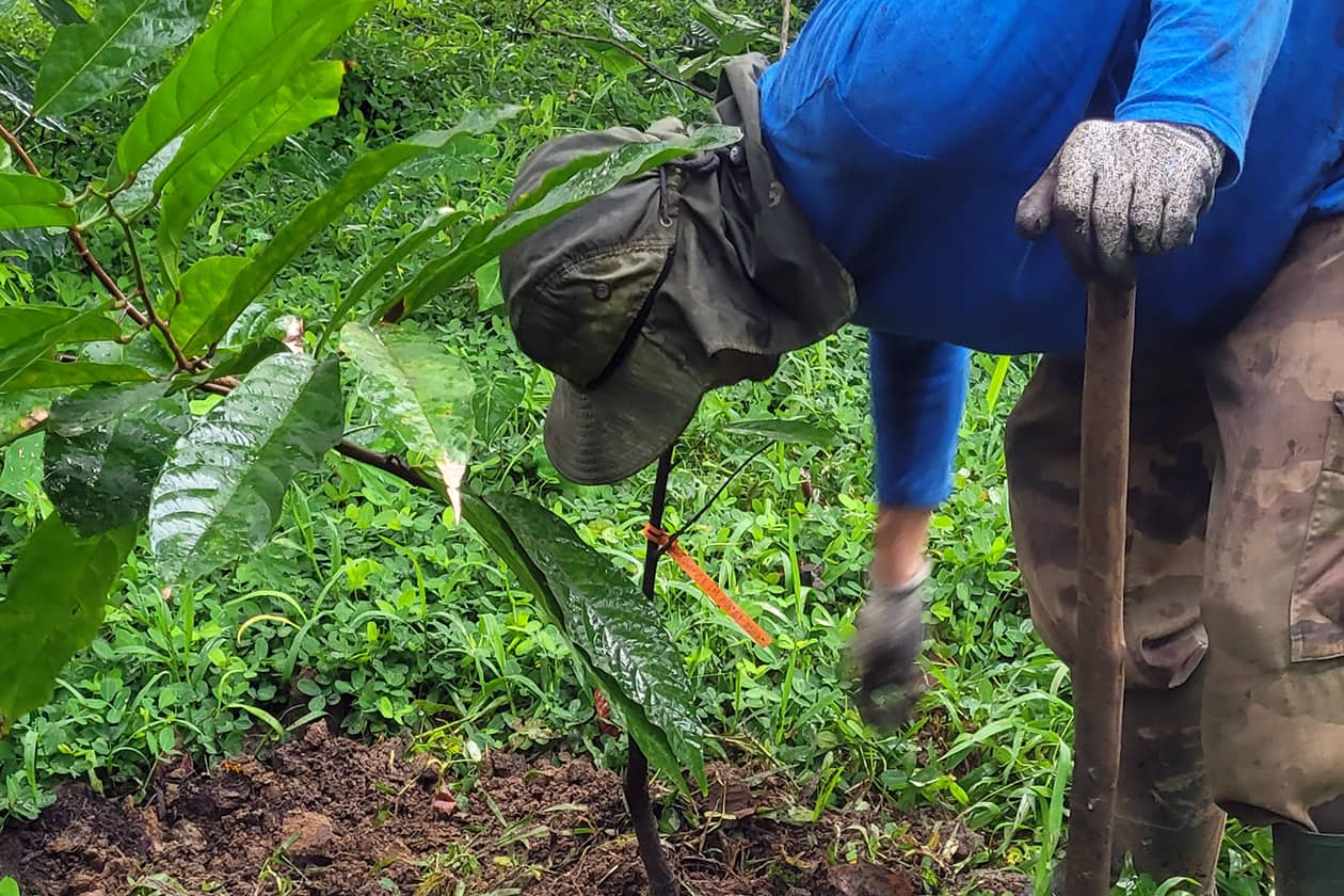<hr>Plantation de la collection de cacao Guiana.