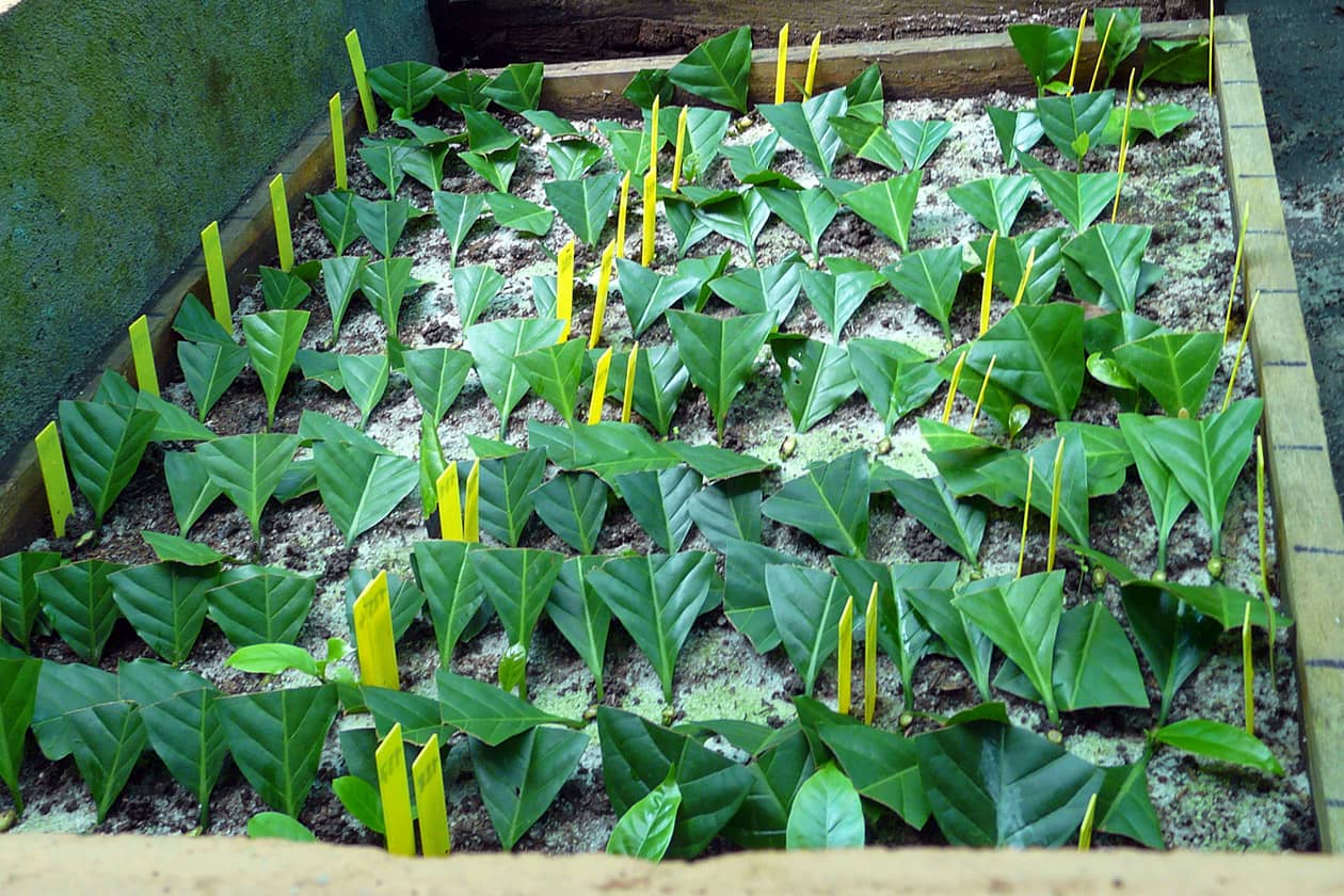 <hr>Bac de bouturage de caféier robusta.