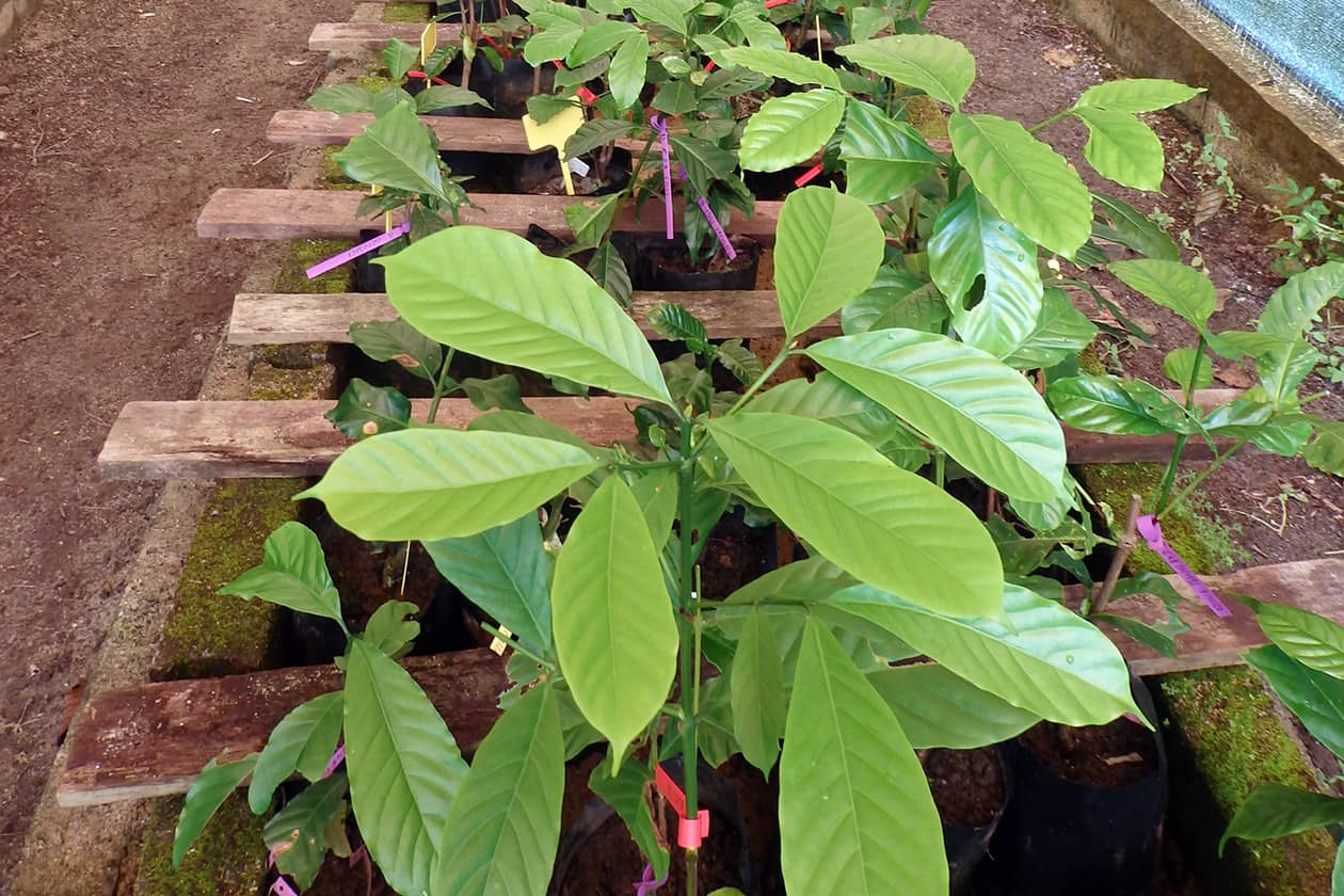 <hr>Plants de caféier robusta sous serre.