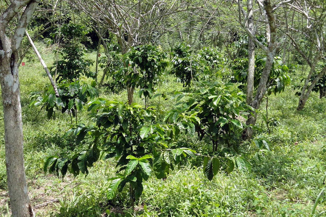 <hr>Parcelle de conservation de caféiers robusta.