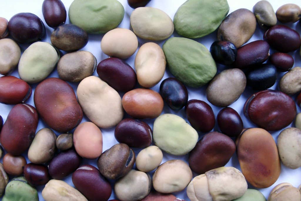 <hr>Diversité des graines de féverole.