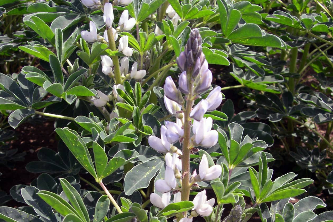 <hr>Lupin blanc.