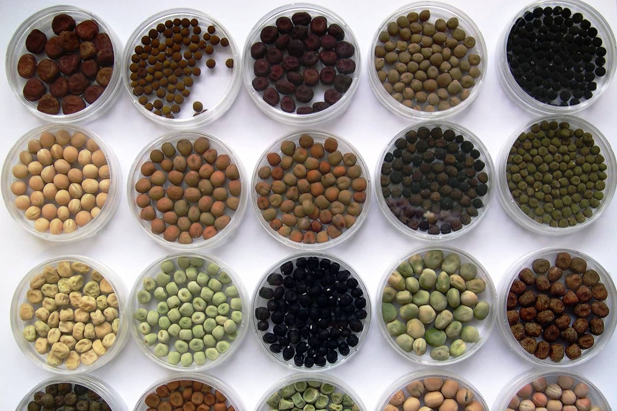 <hr>Diversité des graines de pois.