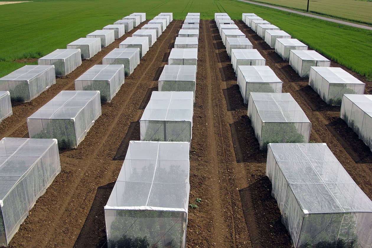 <hr>Culture de régénération de féveroles en cages insectproof sur le domaine expérimental d’Époisses en 2015.