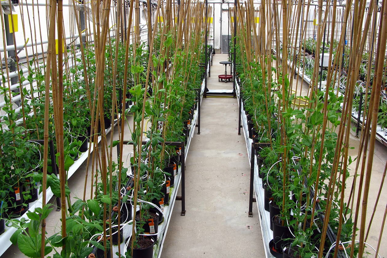 <hr>Régénération d’accessions de pois en serre.