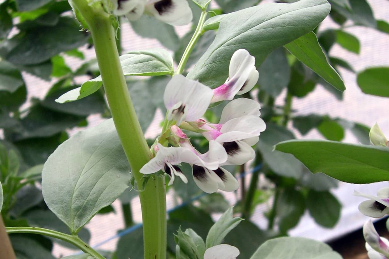 <hr>Fleur de féverole.