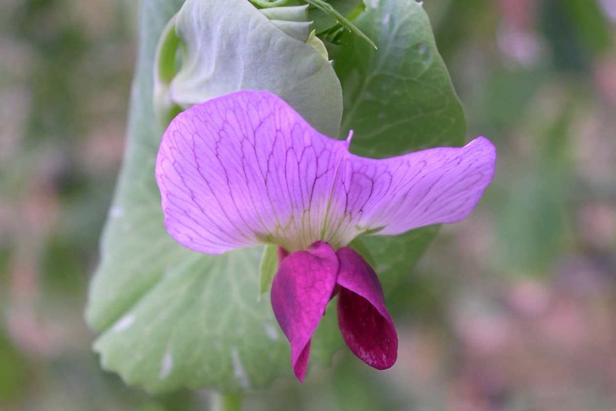 <hr>Fleur de pois colorée.