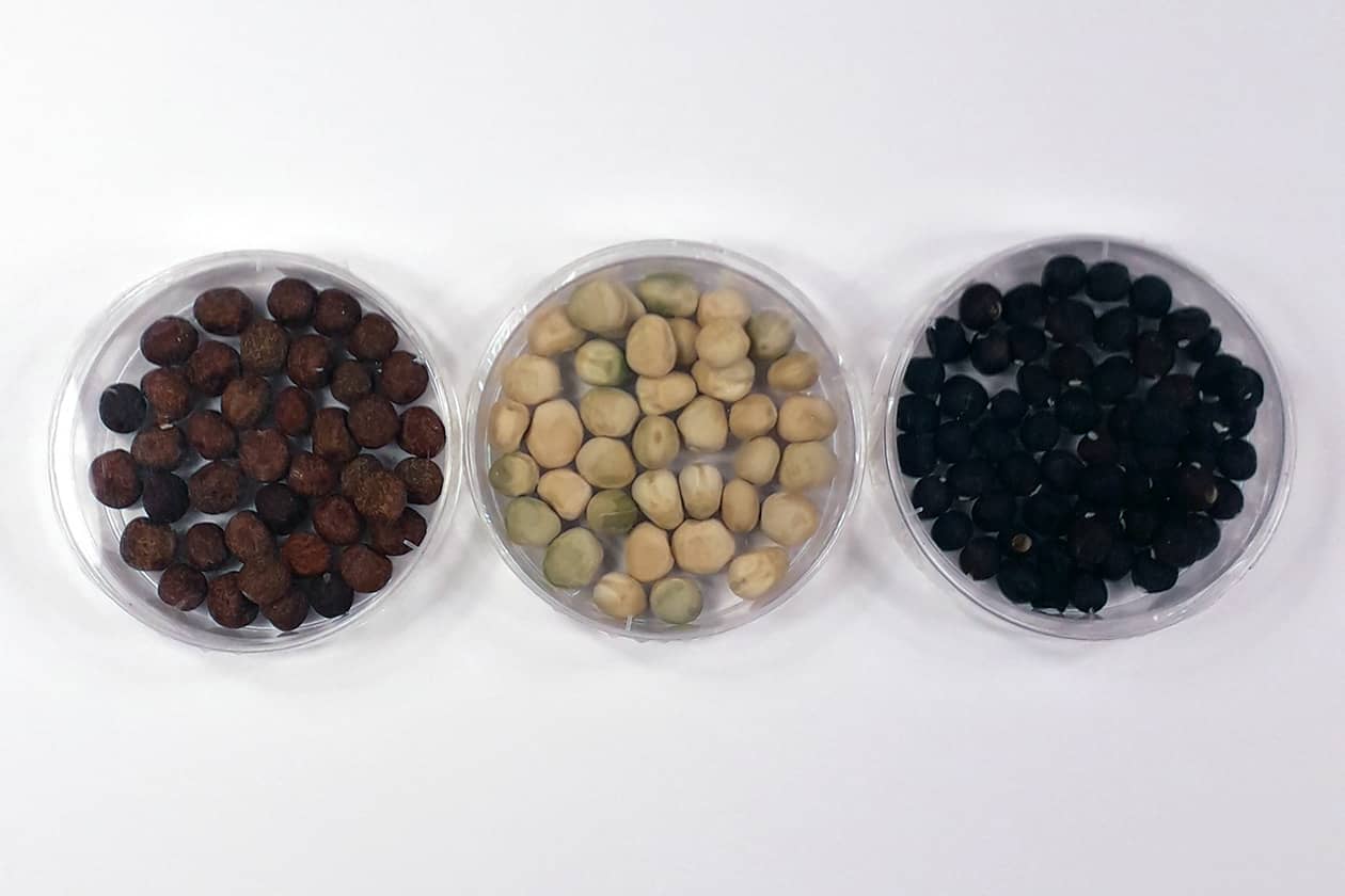 <hr>Graines de pois.