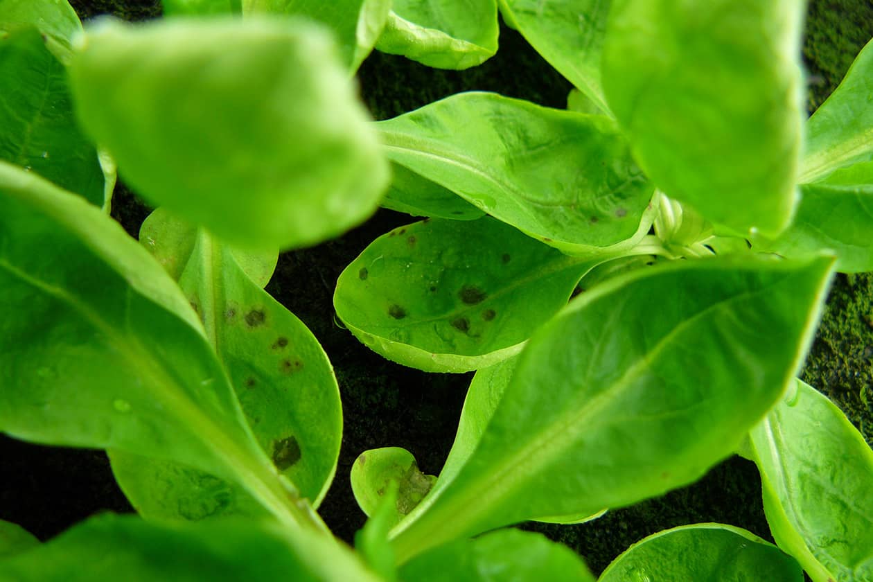 <hr>Symptômes de tâches noires due à Acidovorax valerianellae sur de la mâche. © INRAE, P. Portier.