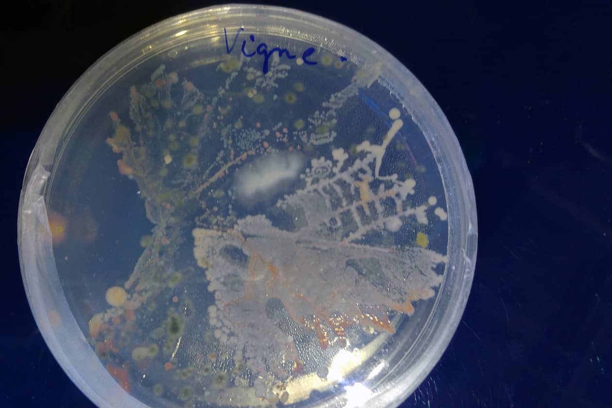 <hr>Culture microbienne apparue après application d’une feuille de vigne sur une boite de milieu nutritif. © INRAE, P. Portier.