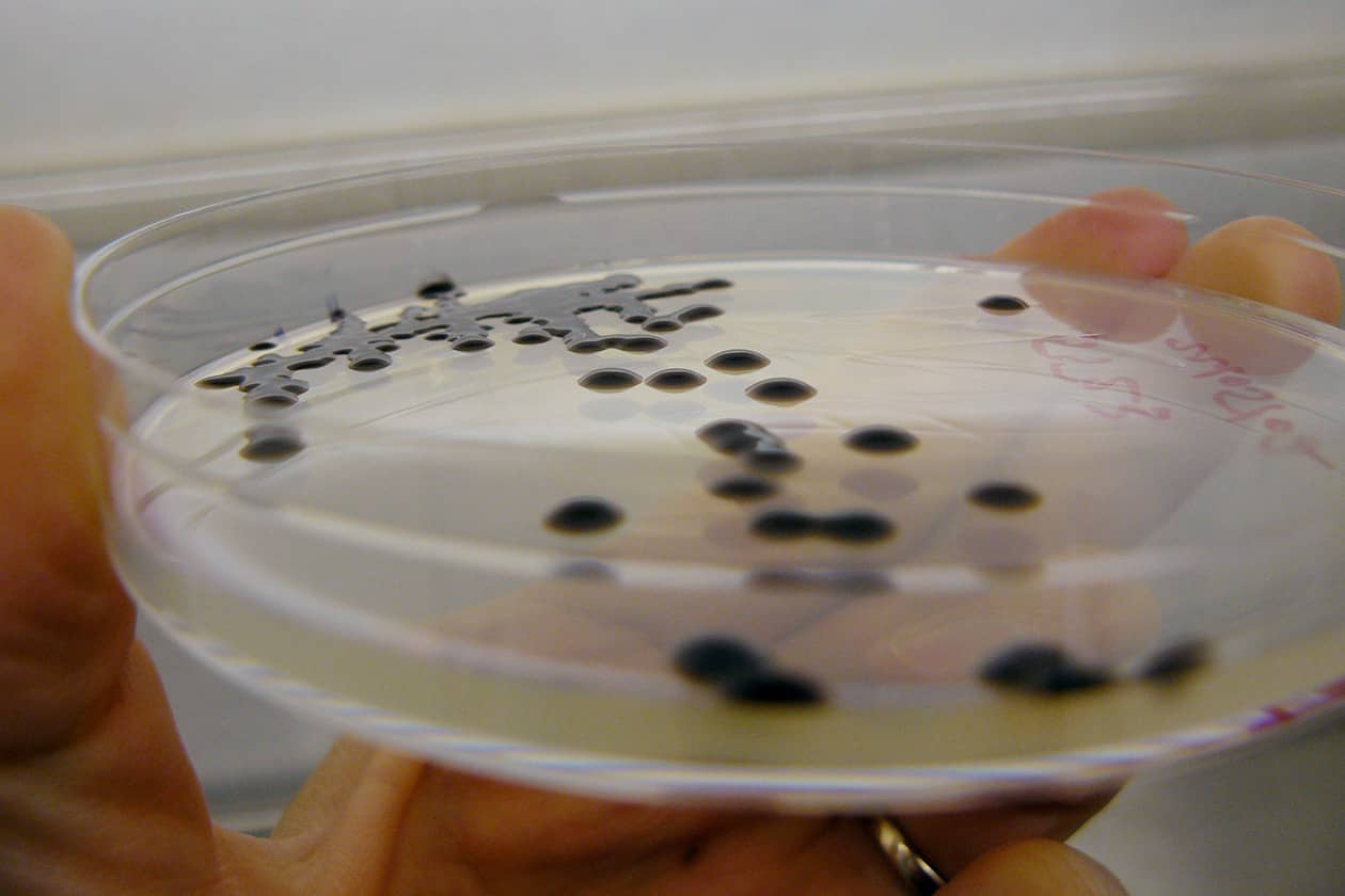 <hr>Agrobaterium tumefaciens sur milieu additionné de tellurite. © INRAE, P. Portier.