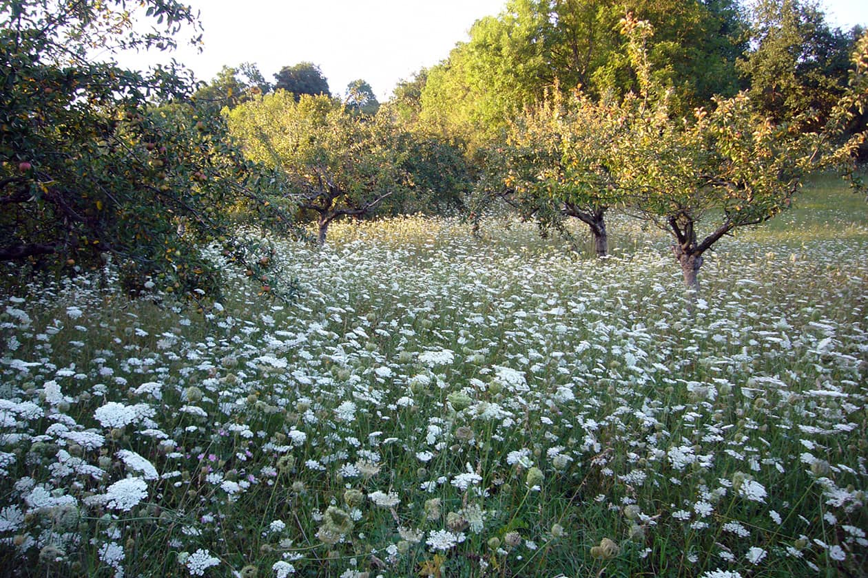 <hr>Population de carotte sauvage dans un verger. © E. Geoffriau.
