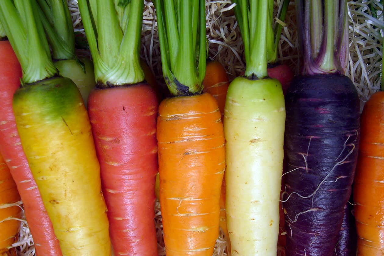 <hr>Diversité de la couleur de racine chez la carotte. © E. Geoffriau.