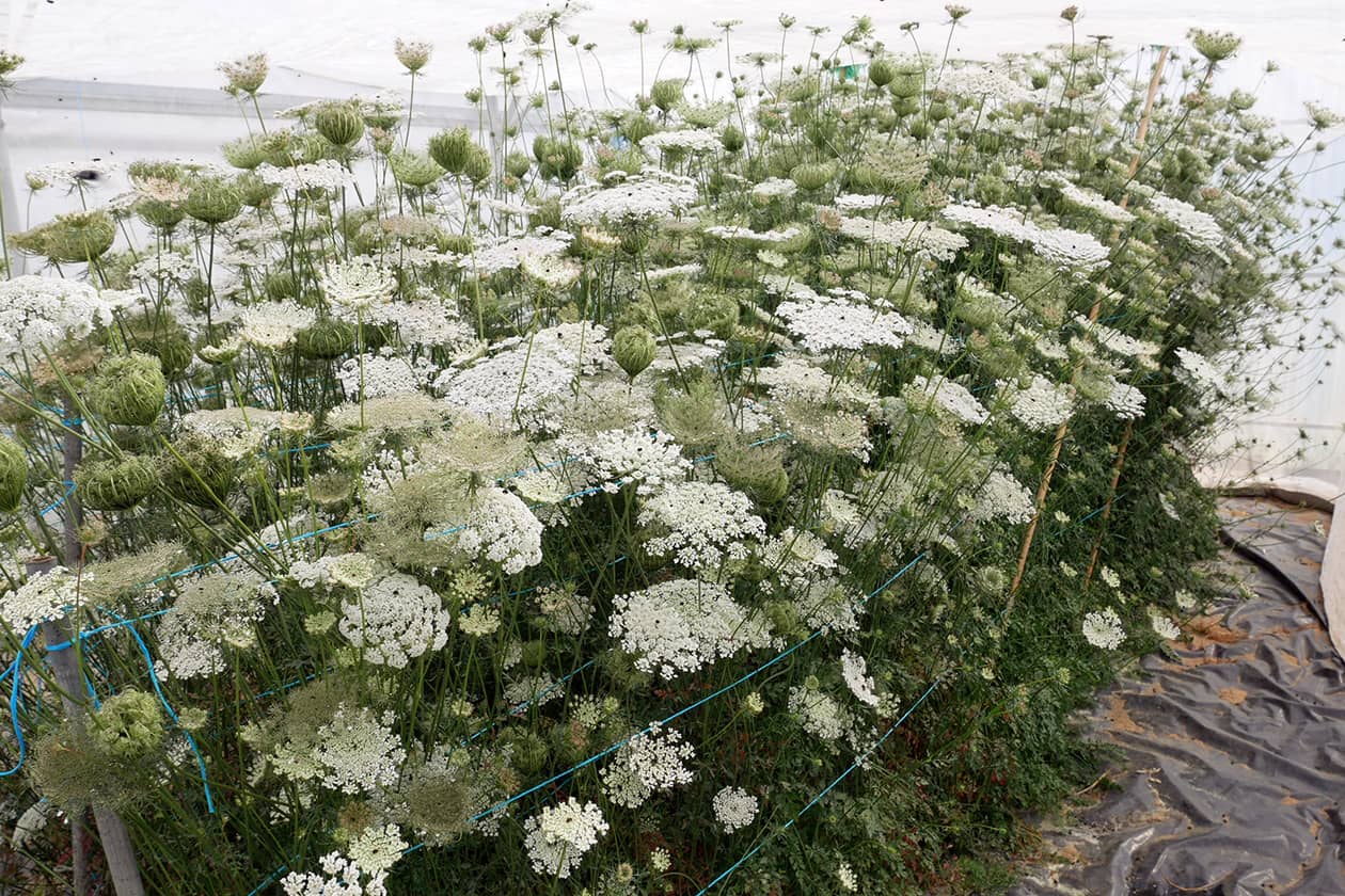 <hr>Floraison d’accessions de carotte sauvage pour la production de semences. © E. Geoffriau.