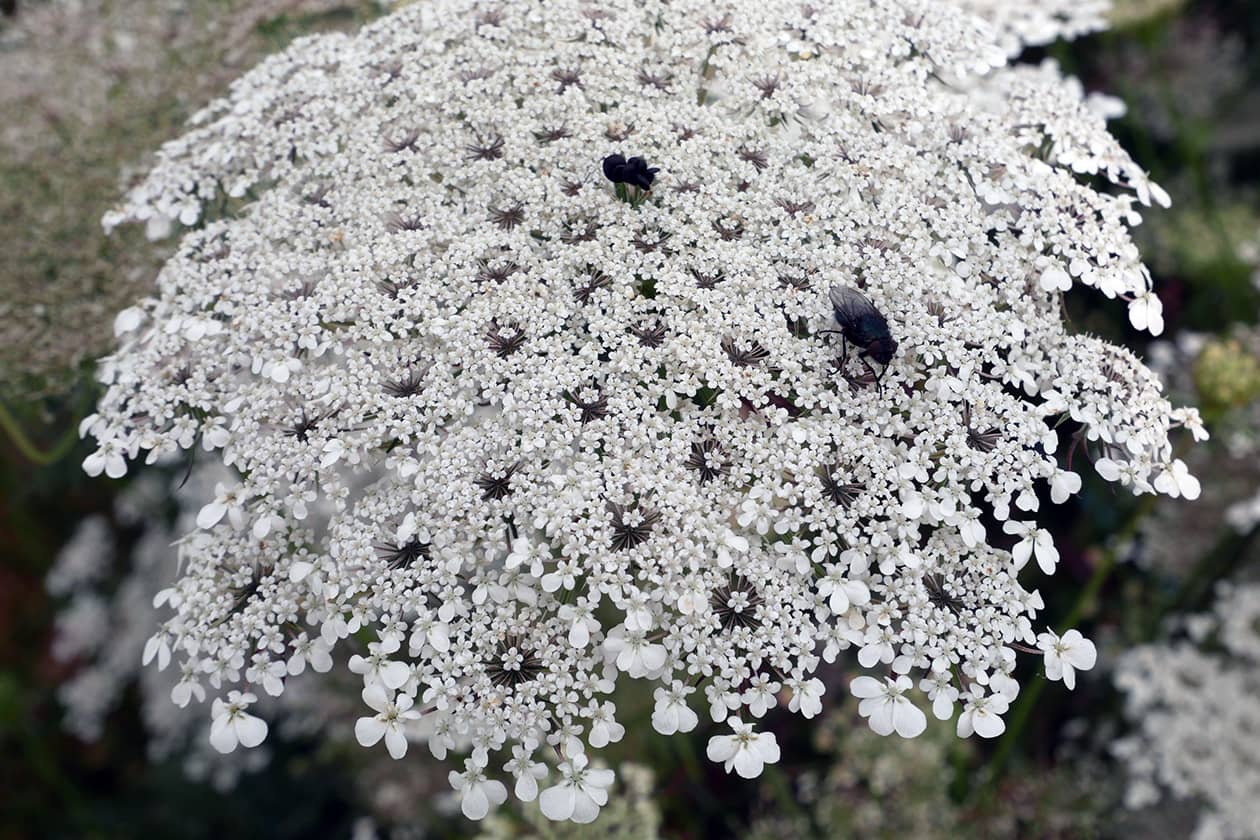 <hr>Inflorescence de carotte sauvage avec mouche pollinisatrice. © E. Geoffriau.