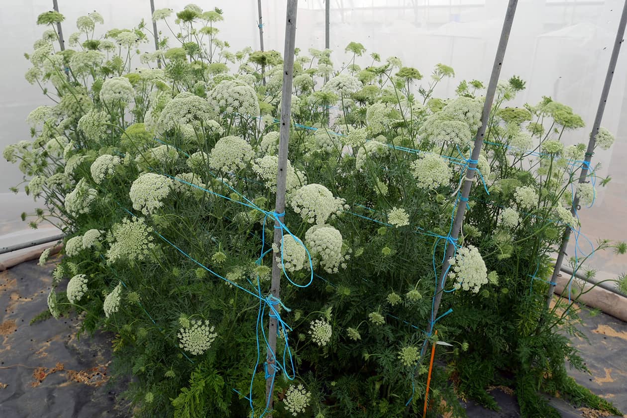<hr>Production de semences de carotte cultivée en cage insect-proof. © E. Geoffriau.