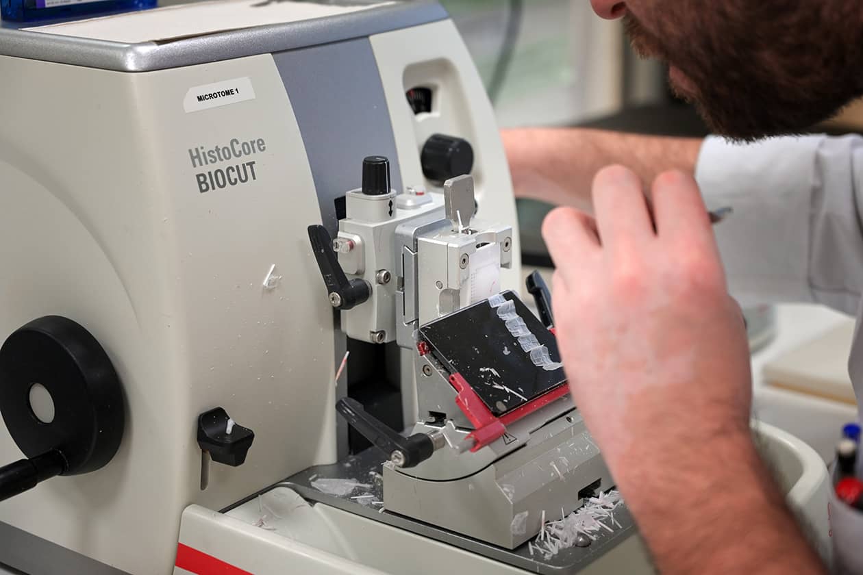 <hr>Section d’un bloc FFPE au microtome.