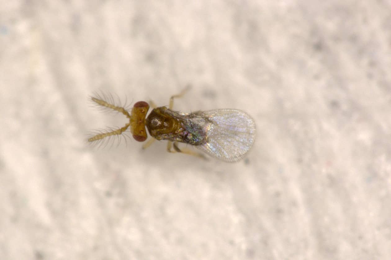 <hr>Trichogramme mâle. © G. Groussier.