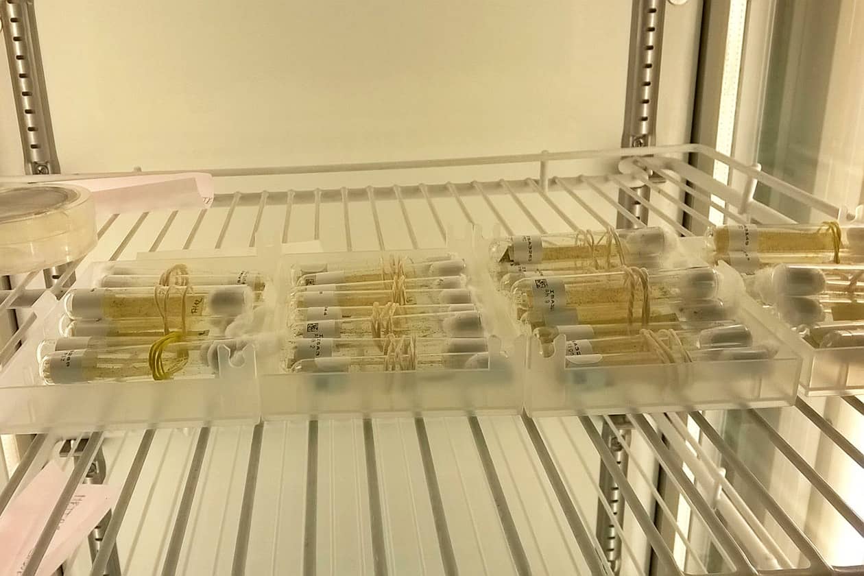 <hr>Tubes de souches de trichogrammes. © G. Groussier.