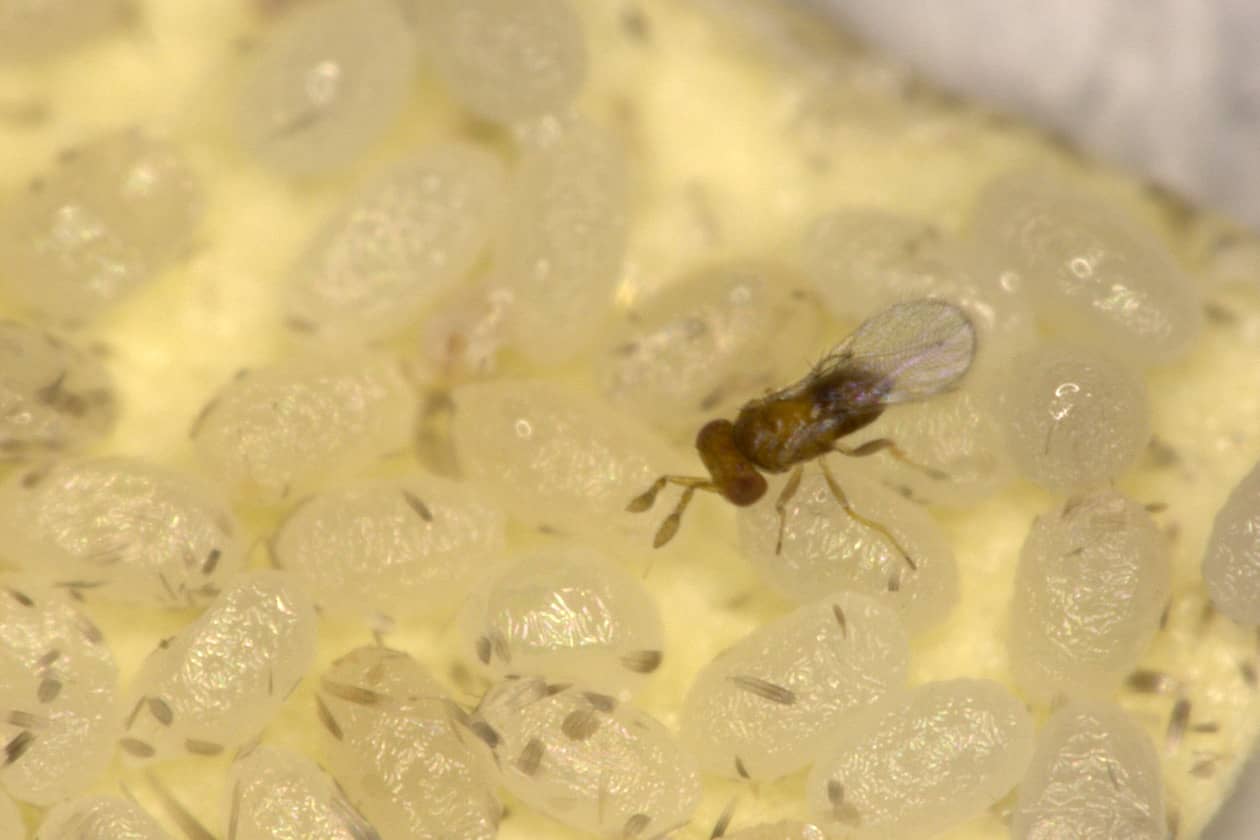 <hr>Trichogramme femelle sur œufs d’Ephestia kuehniella. © G. Groussier.