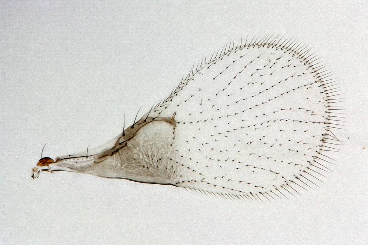 <hr>Aile de trichogramme. © G. Groussier.