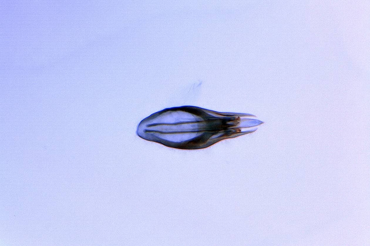 <hr>Genitalia de trichogramme. © G. Groussier.
