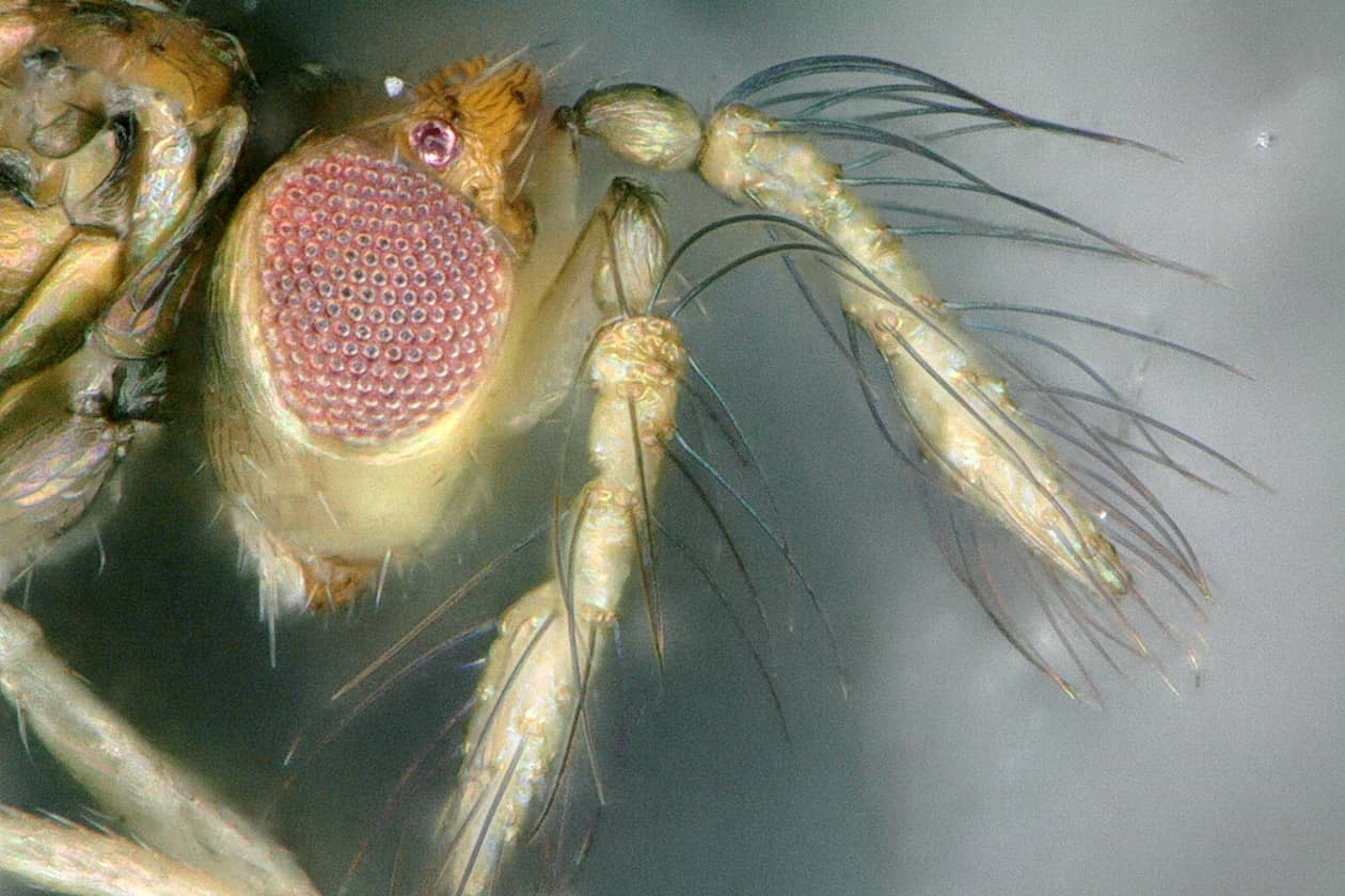 <hr>Tête de trichogramme mâle (œil et antenne). © G. Groussier.