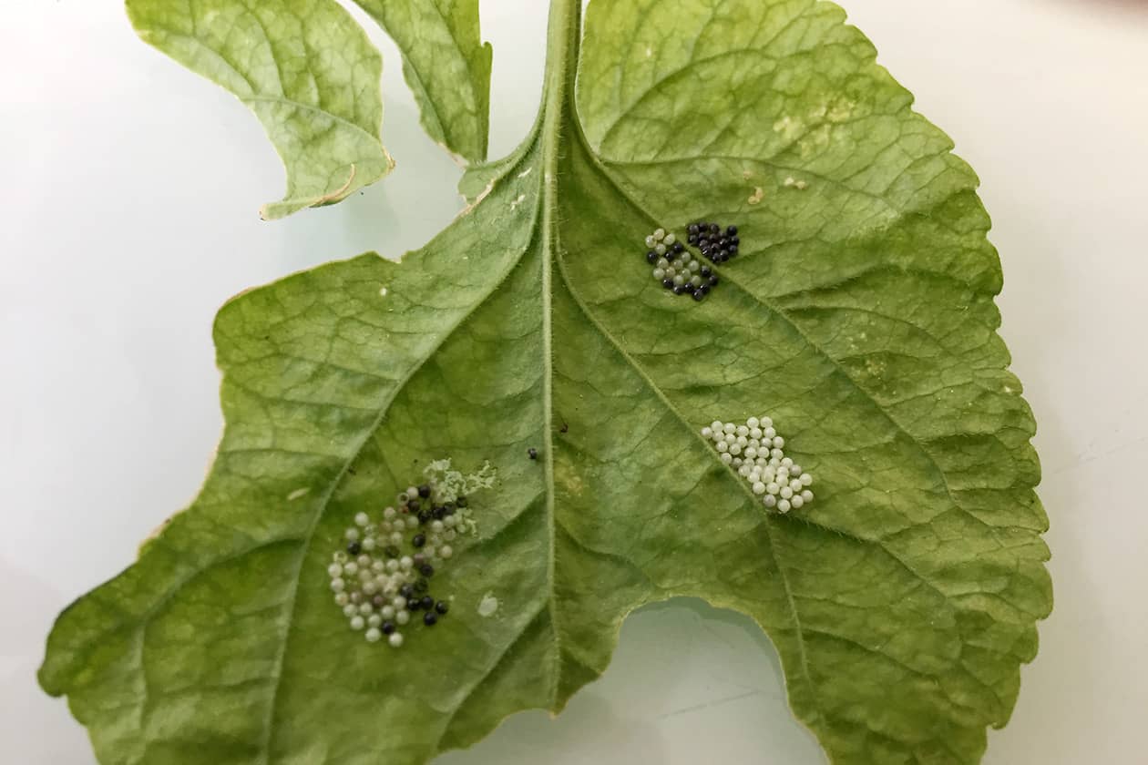 <hr>Œufs de papillons parasités (en noir) par des trichogrammes. © G. Groussier.