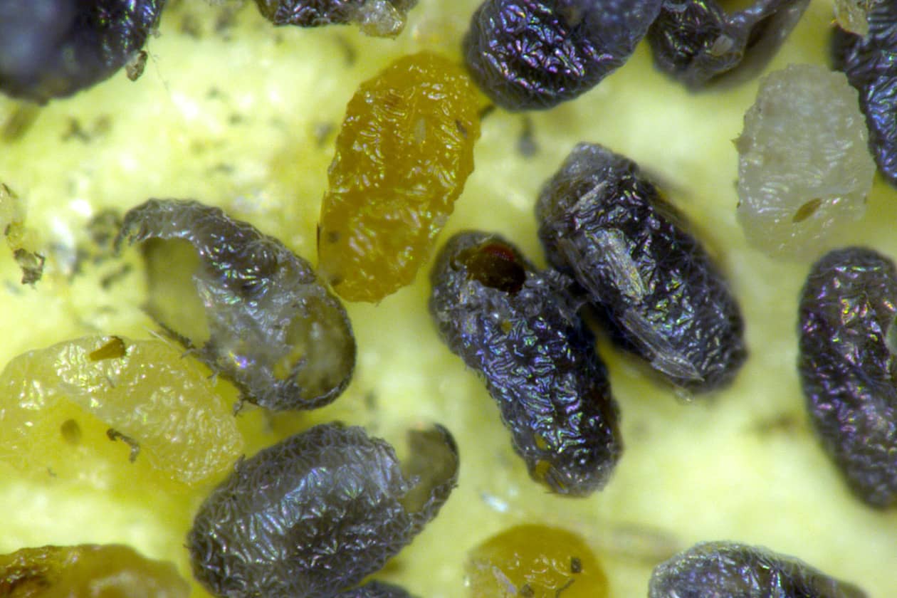 <hr>Œufs d’Ephestia kuhniella parasités par un trichogramme. © G. Groussier.
