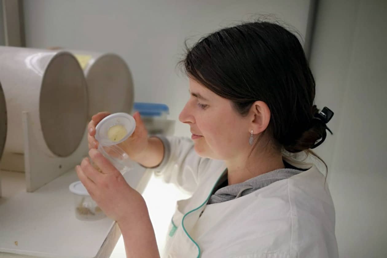 <hr>Responsable des souches de trichogrammes du CRB. © A. Marchand.