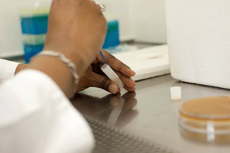 <hr>Transfert d’une souche cryoconservée à partir d’un cryotube.