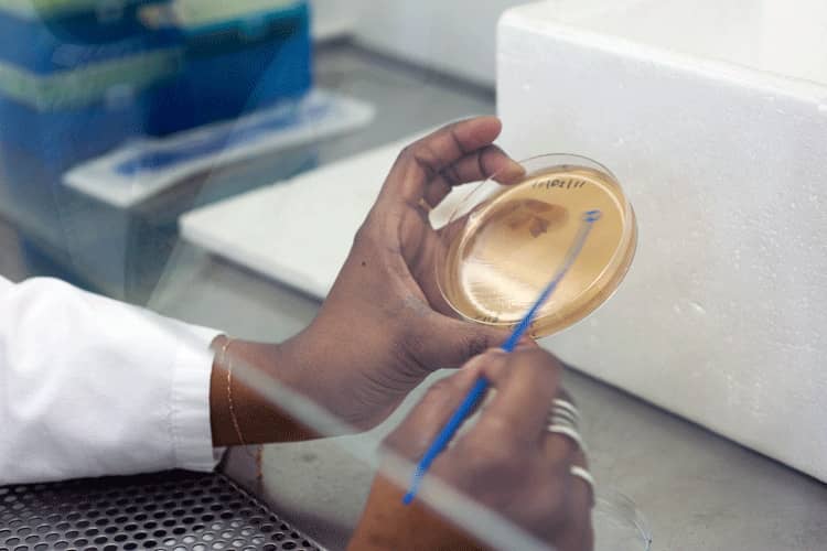 <hr>Étalement d’une souche cryoconservée sur boite de Petri.