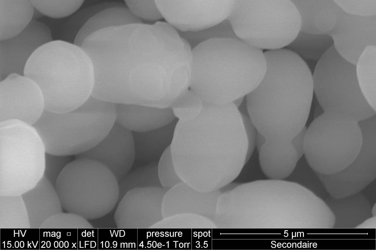 <hr>Levures Saccharomyces cerevisiae observées au microscope électronique à balayage.