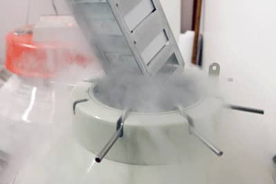 <hr>Rack de boites de cryoconservation de souches sorties du conteneur d’azote liquide.
