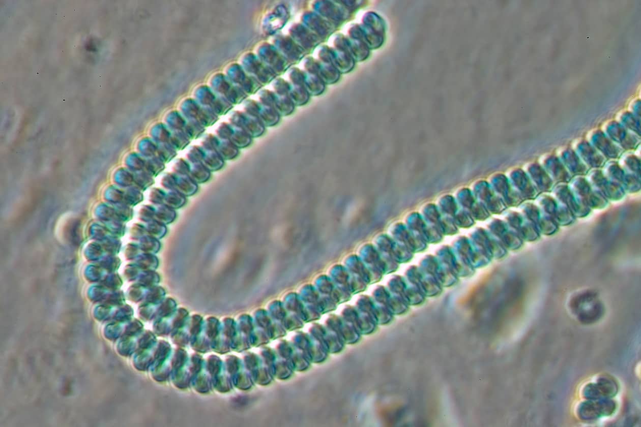 <hr>Souche de cyanobactérie Spirulina (PCC 9445) conservée au sein de la collection PCC. © Institut Pasteur.