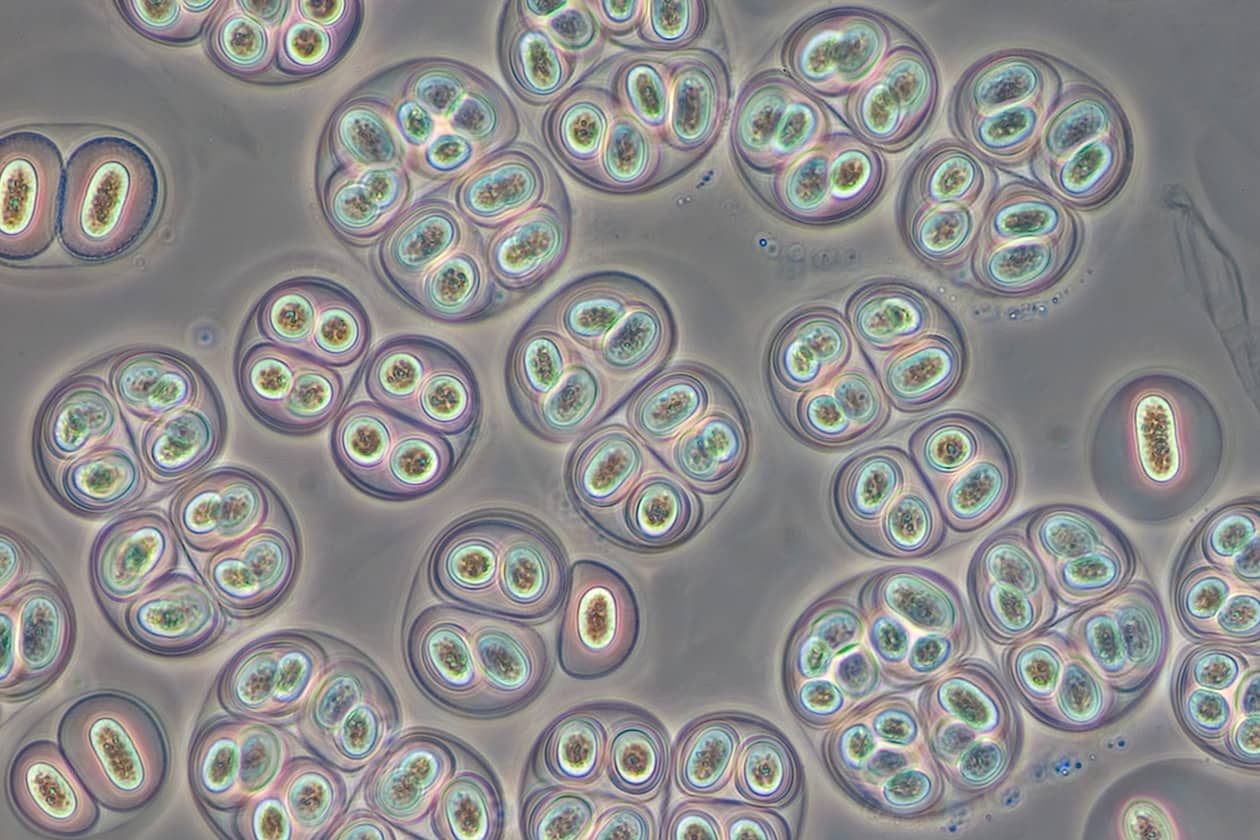 <hr>Souche de cyanobactérie Gloeothece (PCC 6909) conservée au sein de la collection PCC. © Institut Pasteur.