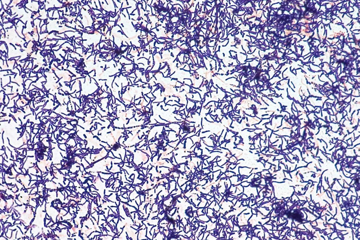 <hr>Souche bactérienne d’Acidipropionibacterium acidipropionici conservée au sein de la collection CIP. © Institut Pasteur.