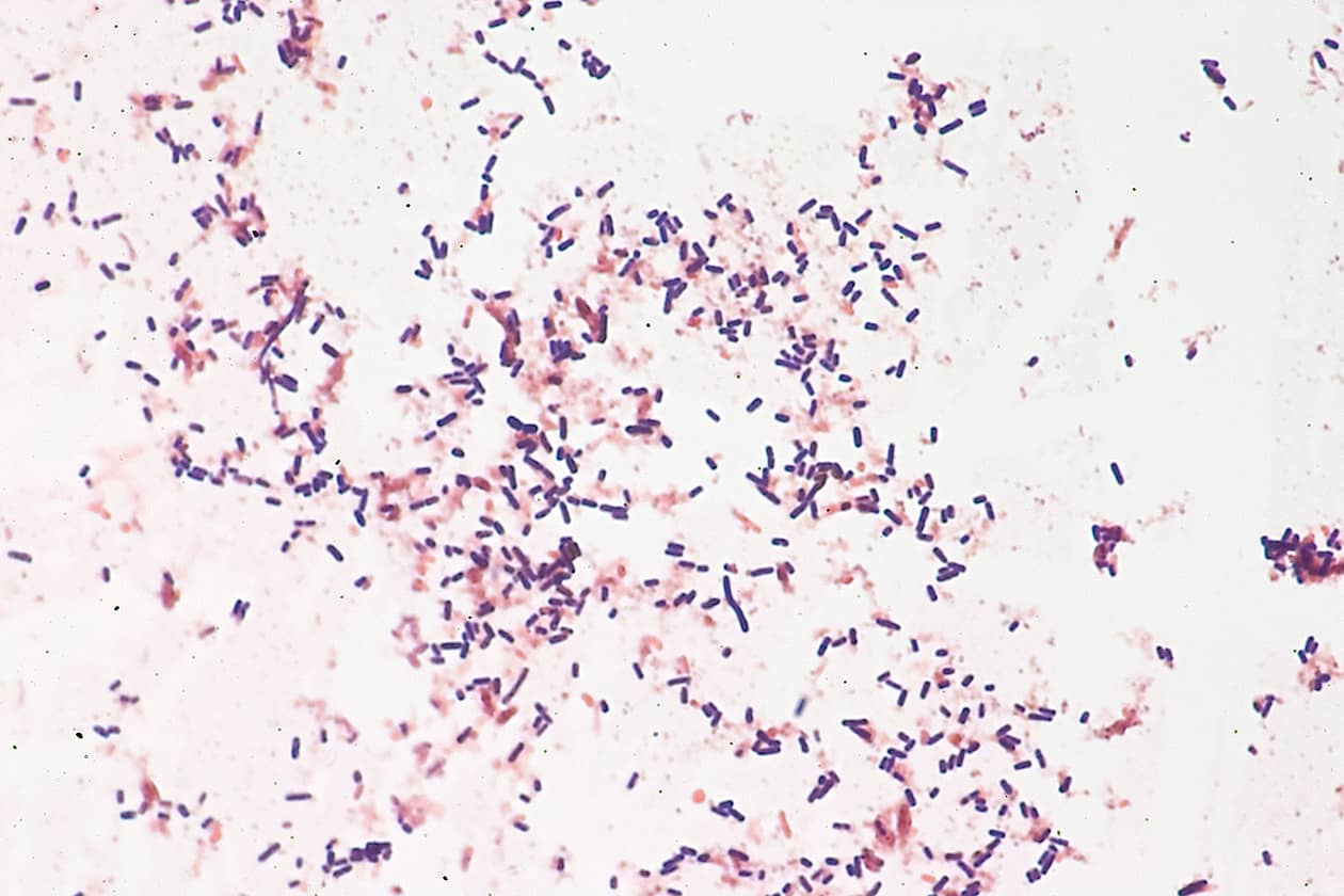 <hr>Souche bactérienne de Lactiplantibacillus plantarum conservée au sein de la collection CIP. © Institut Pasteur.