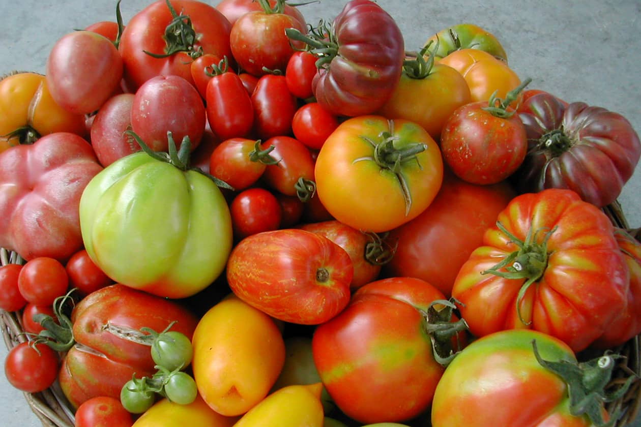 <hr>Diversité des fruits de tomate.