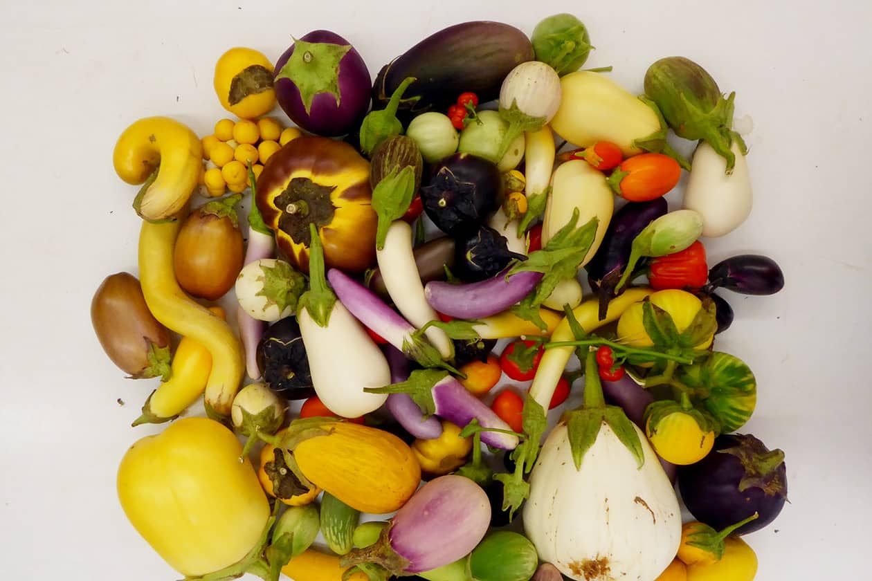 <hr>Diversité des fruits d’aubergine.